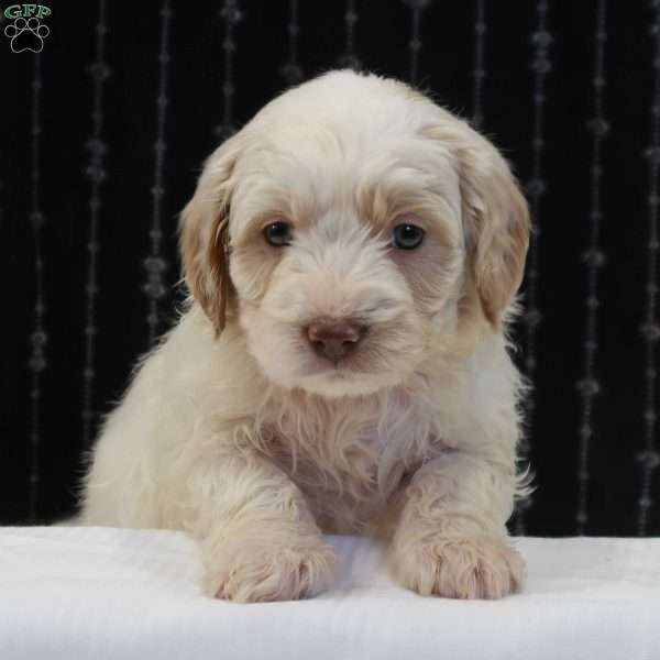 Greg, Mini Goldendoodle Puppy